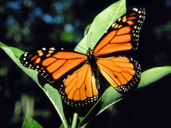 butterflies-afasd.jpg