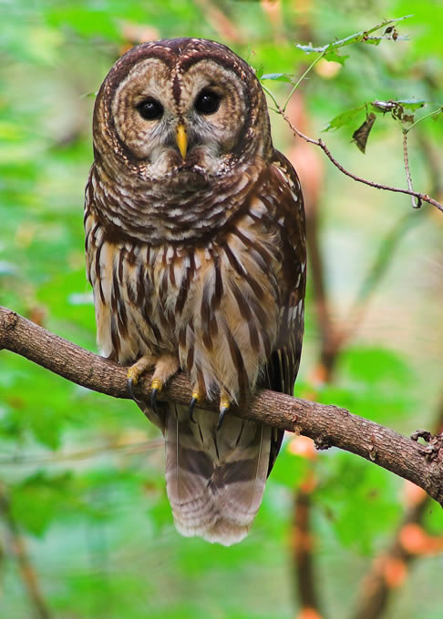 What is the symbolic meaning of seeing an owl?