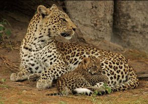 Leopard Symbolism & Leopard Meaning | Spirit Animal