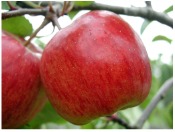 Apple - symbol of love Apple - symbol of love