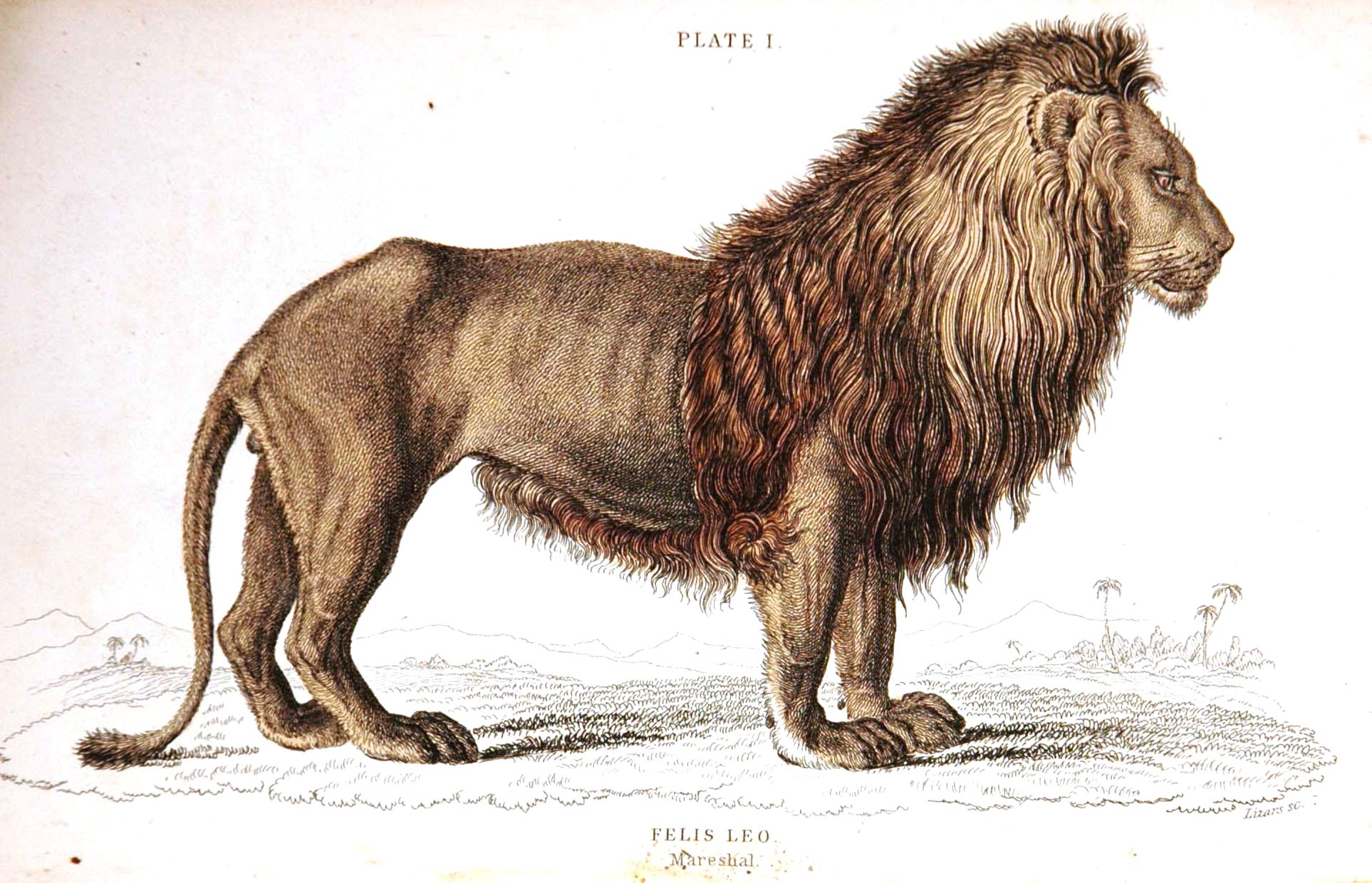 Lion Tattoo Ideas with Symbolism & Lion Tat Designs Lion Tattoo Ideas with Symbolism & Lion Tat Designs