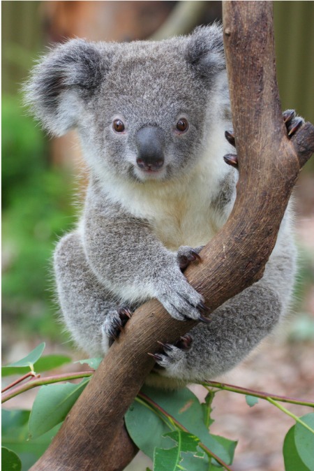 Koala Symbolism | Koala Meaning | Totem Animals Koala Symbolism | Koala Meaning | Totem Animals