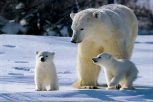 ホッキョクグマのトーテム動物とカブス