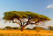 Acacia symbolizes a respite from the journey, an oasis, a promise of something rare - perhaps a secret love Acacia symbolizes a respite from the journey, an oasis, a promise of something rare - perhaps a secret love