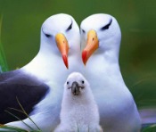 albatross meaning albatross meaning