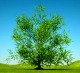 Alder tree meaning represents a perfect hiding spot and a favorite spot of fairies Alder tree meaning represents a perfect hiding spot and a favorite spot of fairies