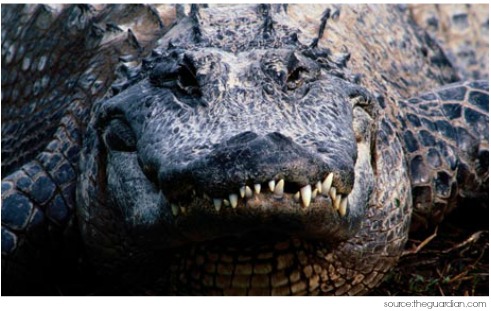 Alligator Symbolism & Alligator Meaning | Totem & Spirit Animals Alligator Symbolism & Alligator Meaning | Totem & Spirit Animals