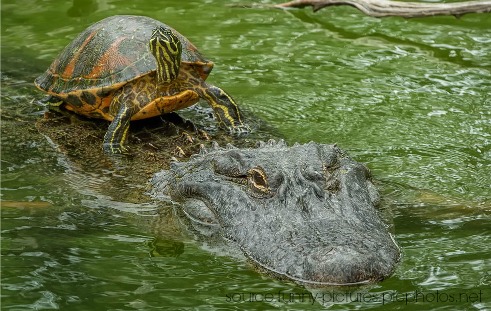 Alligator Symbolism & Alligator Meaning | Totem & Spirit Animals Alligator Symbolism & Alligator Meaning | Totem & Spirit Animals