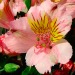 alstromeria flower