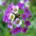 Alyssum flower