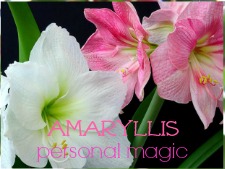 amaryllis flower oracle