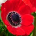 anemone flower