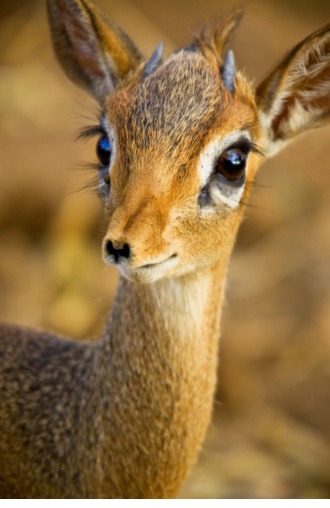 antelope-favim.jpg
