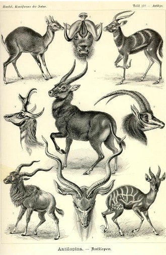 Vintage Antelope Drawings Vintage Antelope Drawings