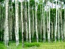 Aspen symbolizes exploring, spreading, expanding, searching, desiring a fuller expression of self ... Aspen symbolizes exploring, spreading, expanding, searching, desiring a fuller expression of self ...