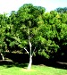 Avocado  tree symbolism signifies spiritual nourishment from the Gods Avocado  tree symbolism signifies spiritual nourishment from the Gods