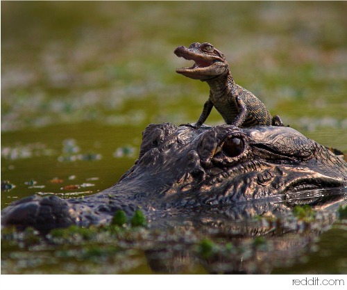 Alligator Symbolism & Alligator Meaning | Totem & Spirit Animals