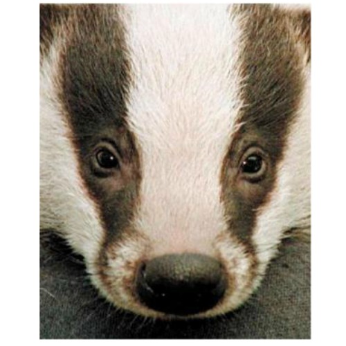 Baby Badger