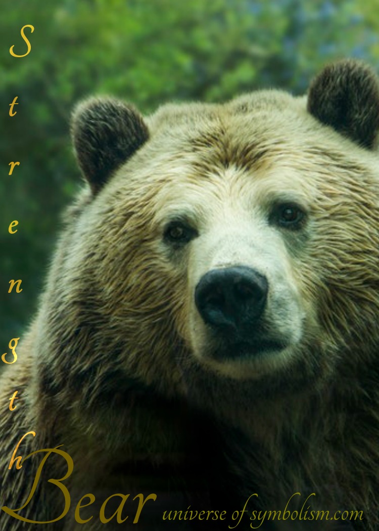 Bear Symbolism & Bear Meaning | Bear Spirit Animal & Totem Medicine