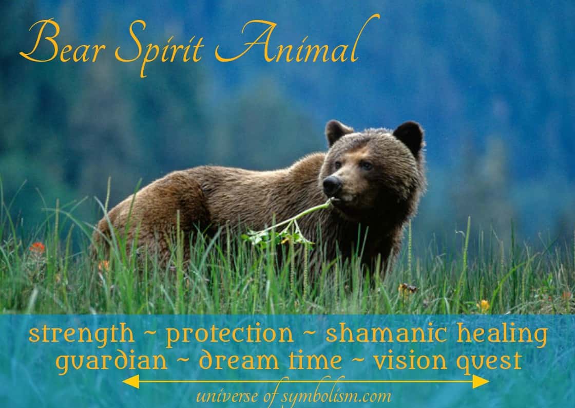 Bear Spirit Animal Symbolism & Meaning - A-Z Animals