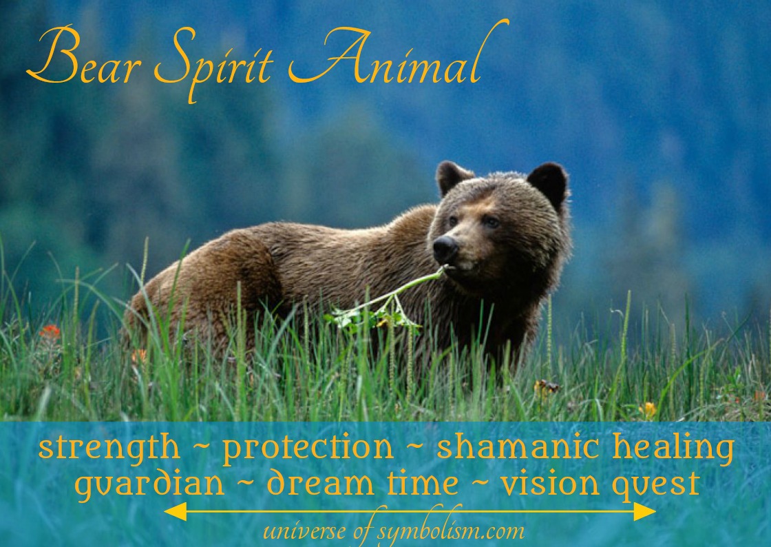 Bear Symbolism & Bear Meaning Bear Spirit Animal & Totem Medicine