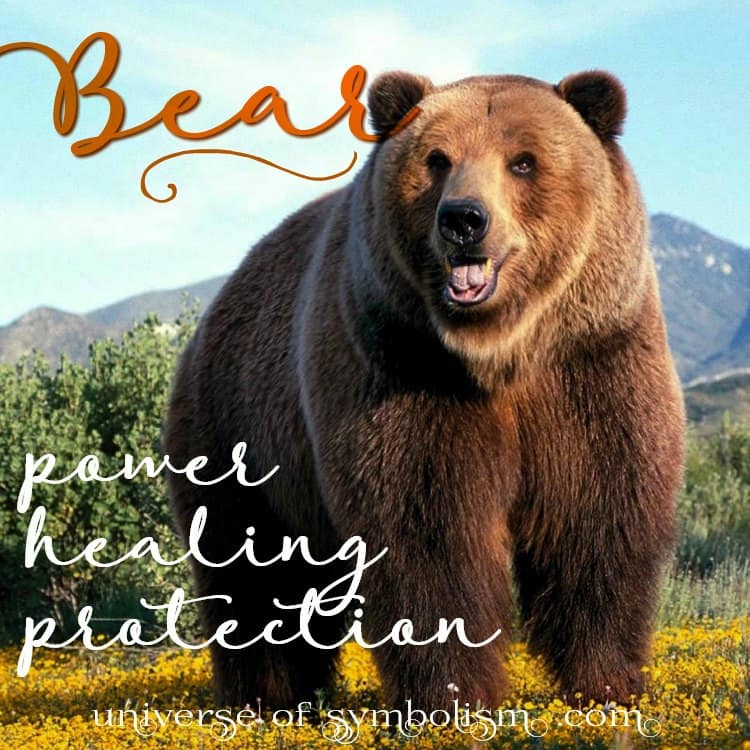 Bear  Cosmic Animal Meanings, Messages & Dreams