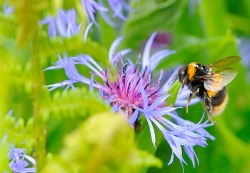 Symbolic meaning of Bee and the powers of feminine allure