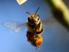 Bee Spirit Animal meaning and symbolsim