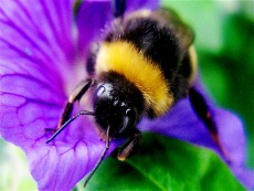 Bee Symbolism - Symbol of Love