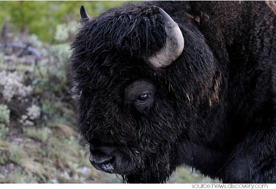 Bison Symbolism Bison Spirit Animal Meaning