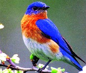 bluebird symbolism bluebird symbolism