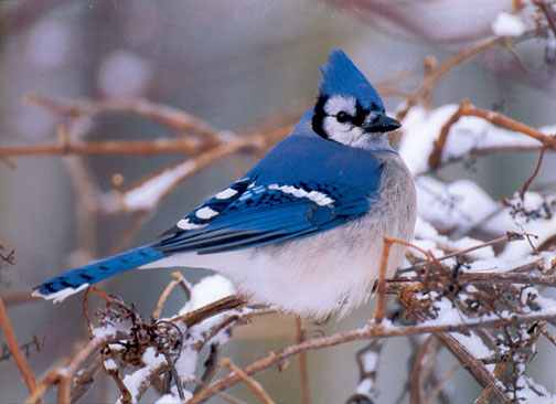 Blue Jay Symbolism Meaning Of Blue Jay Bird Blue Jay Symbolism Meaning Of Blue Jay Bird