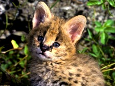 bobcat spirit animal