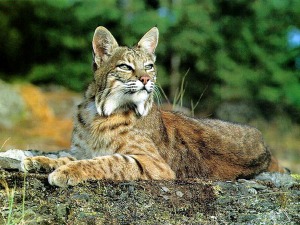 bobcat totem animal