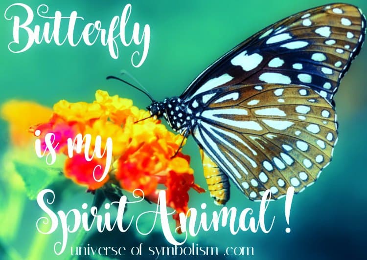 Butterfly Symbolism & Spiritual Meaning Butterfly Spirit