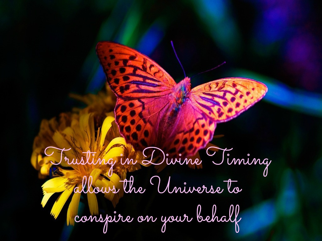 Butterfly Symbolism & Butterfly Meaning Spirit & Totem Animals