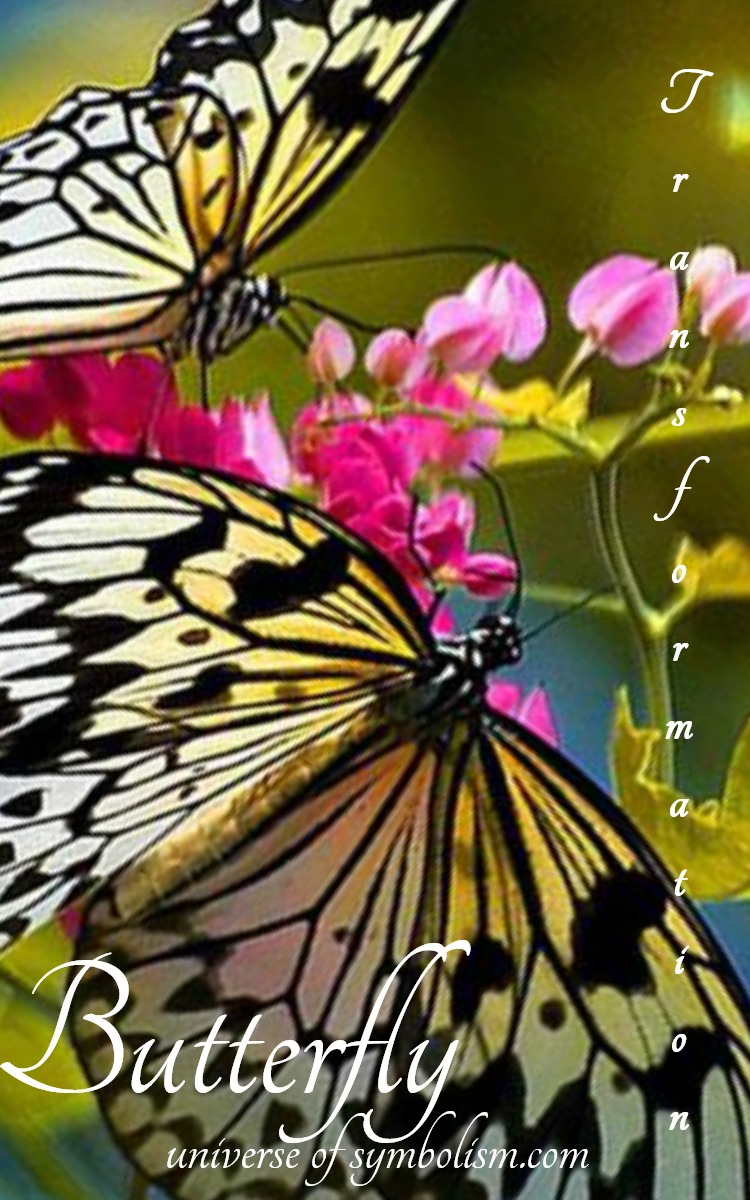 Butterfly Symbolism & Butterfly Meaning Spirit & Totem Animals