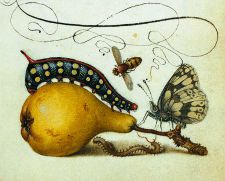 Vintage butterfly tattoo inspiration Vintage butterfly tattoo inspiration