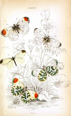Vintage butterfly tattoo ideas Vintage butterfly tattoo ideas