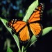 butterfly symbolism and spiritual meaning of butterfly