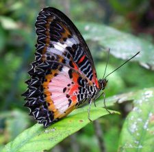 Butterfly tattoo realism Butterfly tattoo realism