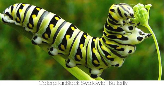 Caterpillar Symbolism & Meaning | Caterpillar Totem Myth Legend & Lore