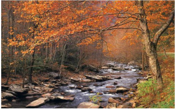 Sacred Grove of Celtic Tree Names and Meanings