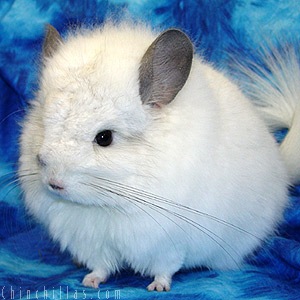 royal persian chinchilla