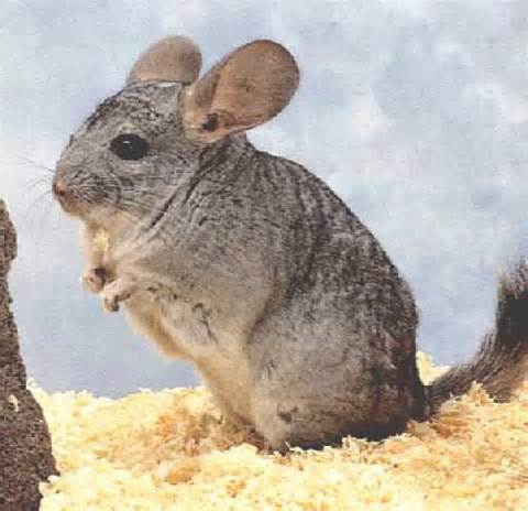 chinchilla gray