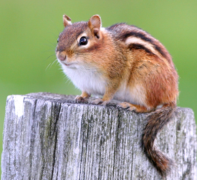 Symbolic Meaning of Chipmunk | Chipmunk Symbolism