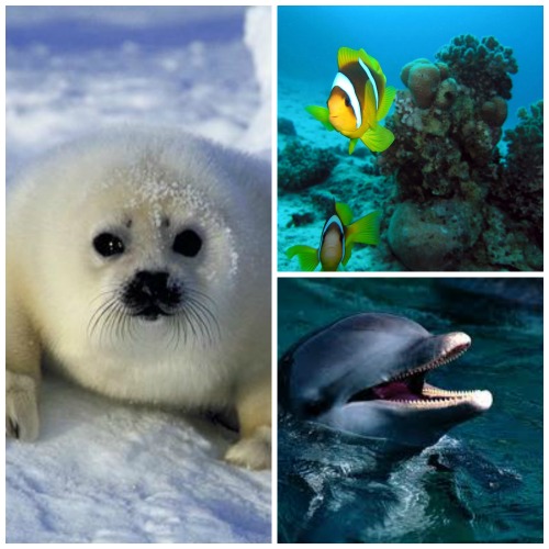 Water Spirit Animals A-Z | Water Totem Animals Water Spirit Animals A-Z | Water Totem Animals