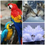 Animals that Mate for Life