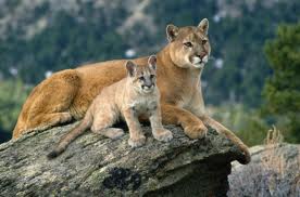 Symbolic Mountain Lion Meaning & Puma Symbolism | Spirit Animal Totems