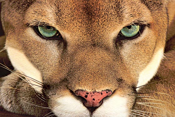 spiritual meaning of puma